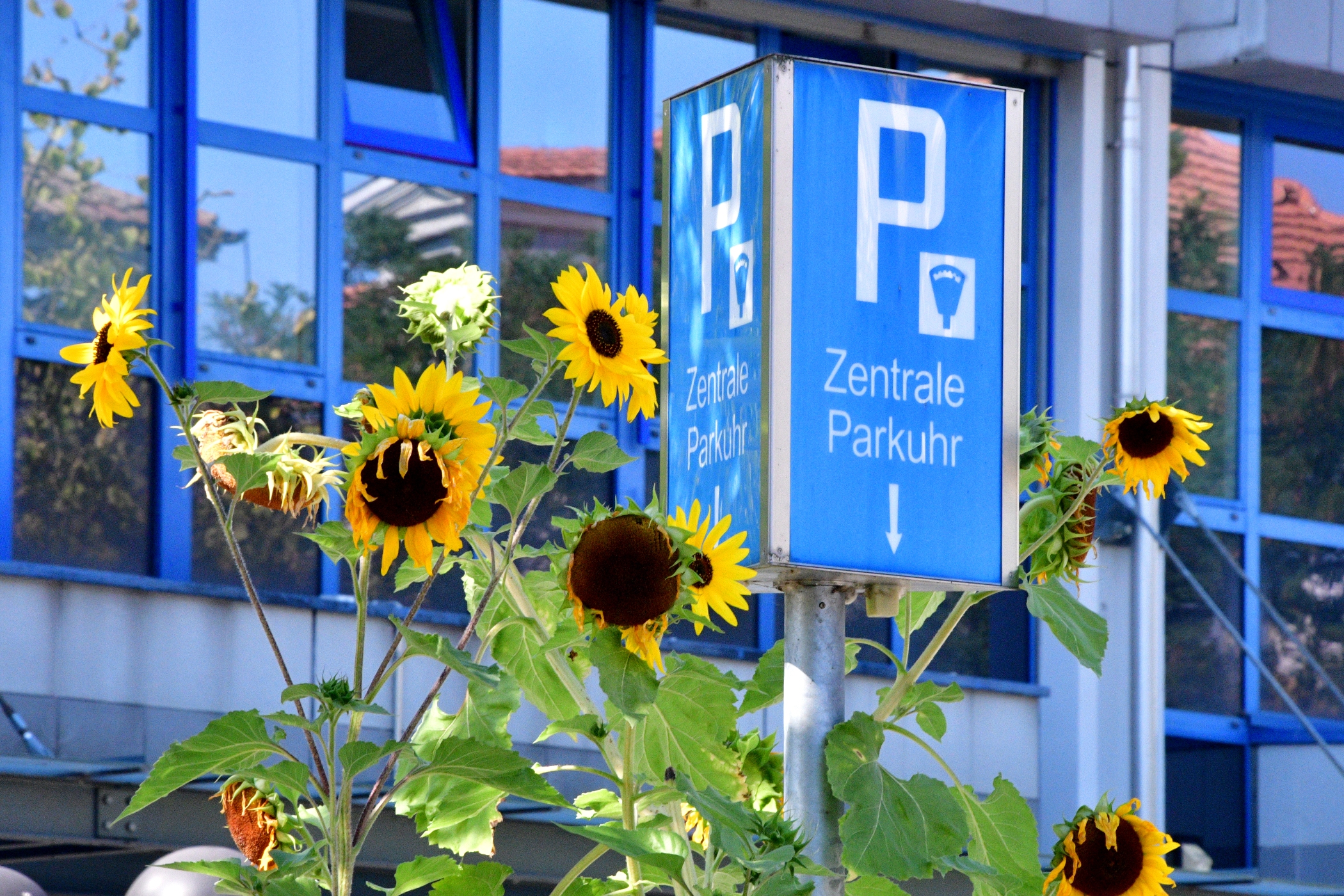 Sonnenblumen auf dem Hunyadiparkplatz
